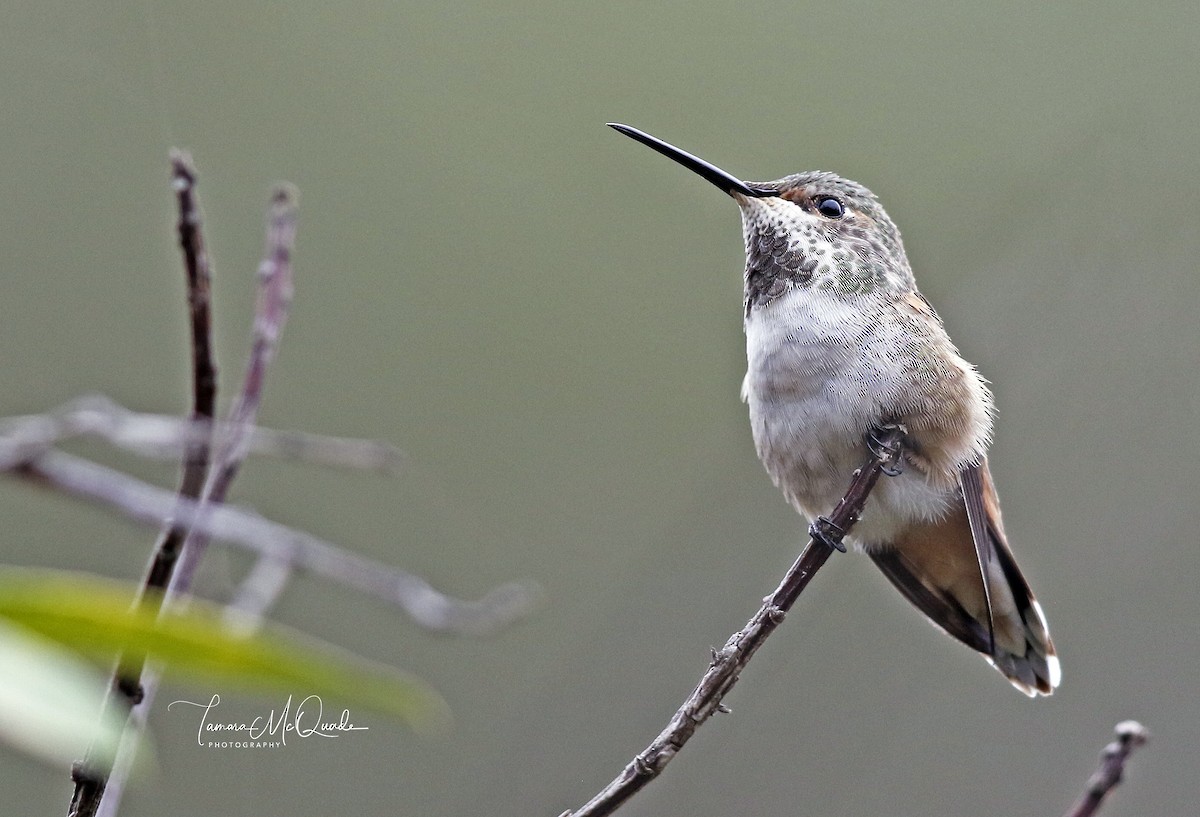 Allen's Hummingbird - ML74422611