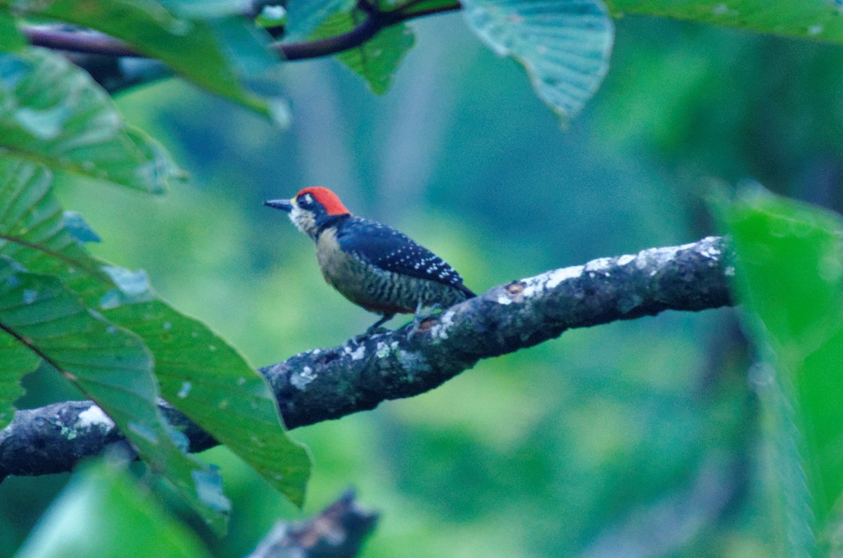 Black-cheeked Woodpecker - ML74423031
