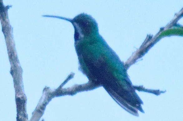 kolibřík lesklý - ML74423241