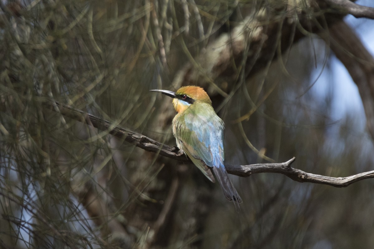 Rainbow Bee-eater - John Cantwell