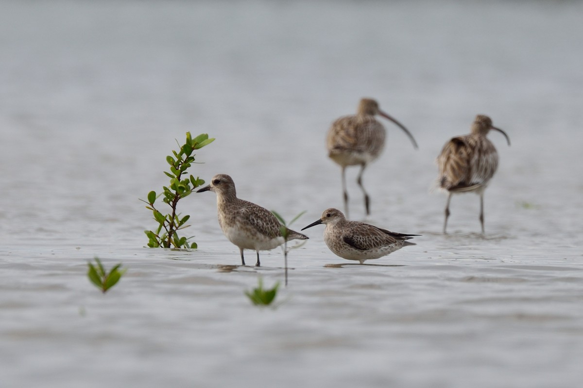 Great Knot - ML74425001