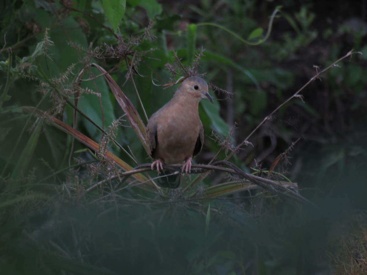 Ecuadorian Ground Dove - Manuel Roncal Inca Finch