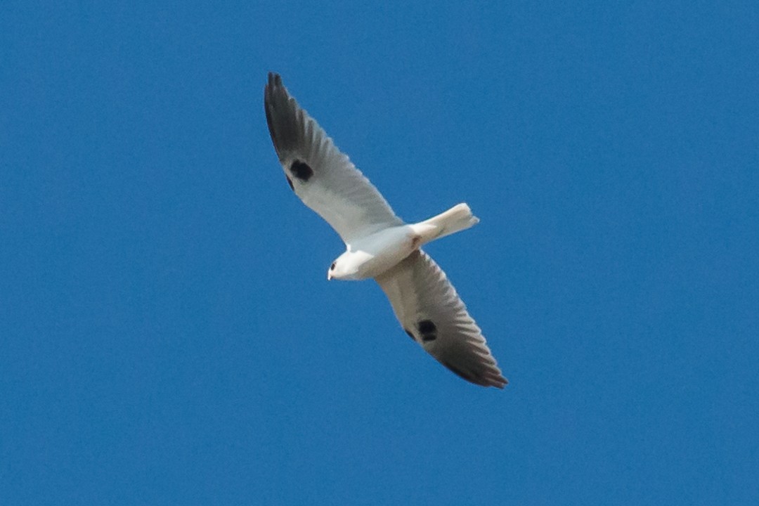 White-tailed Kite - ML74426751