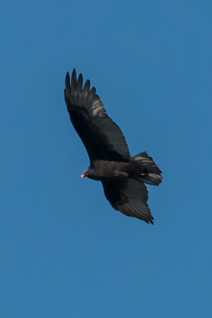 Turkey Vulture - ML74427151