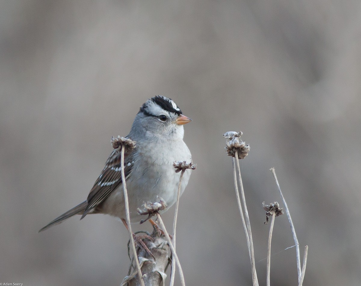 White-crowned Sparrow - Adam Searcy