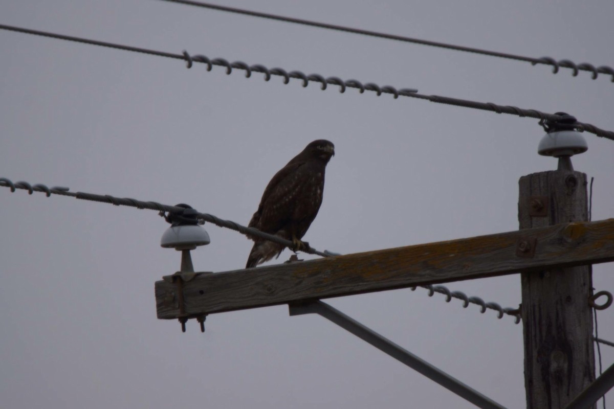 Red-tailed Hawk (Harlan's) - ML74428451
