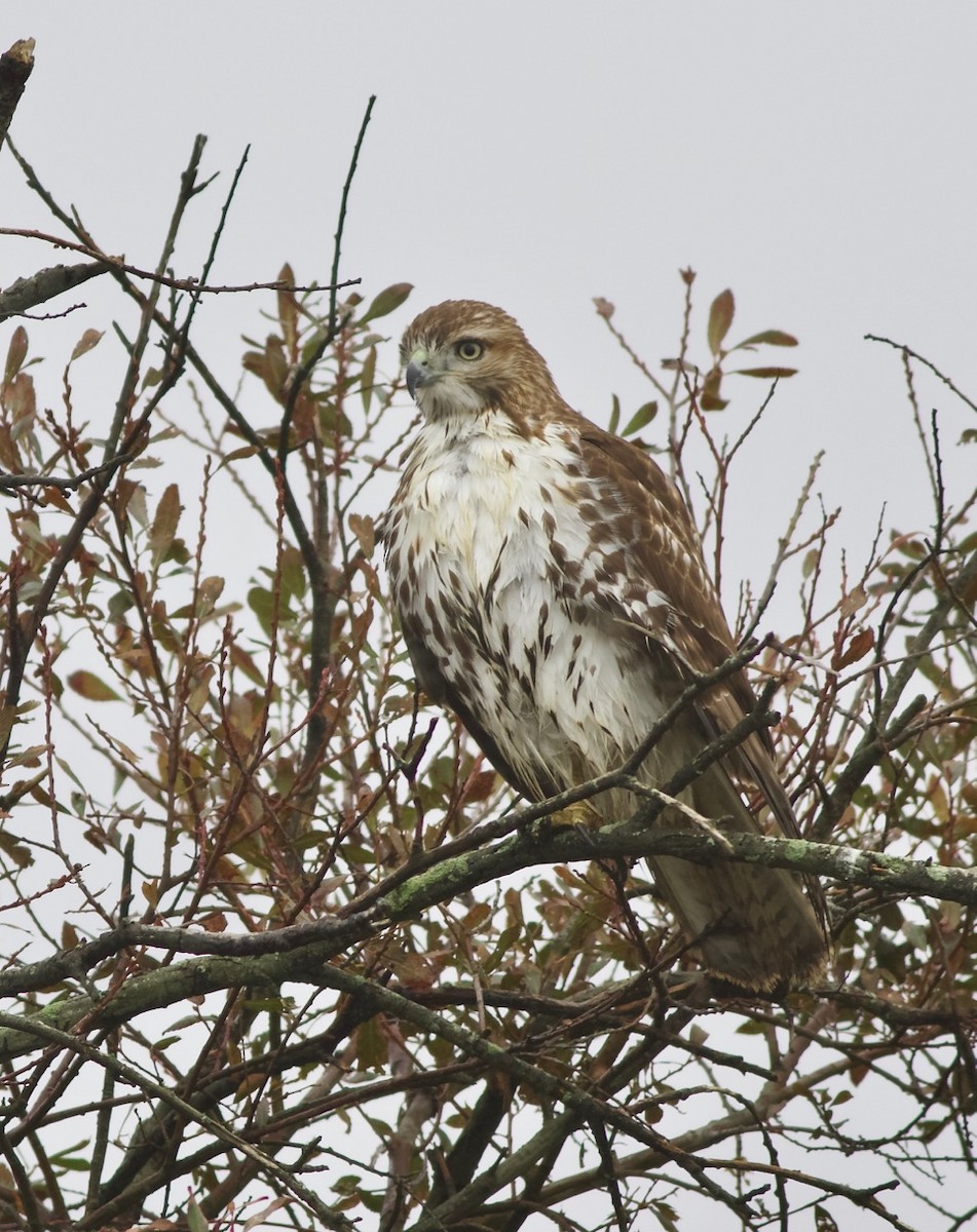 Red-tailed Hawk - John Gluth