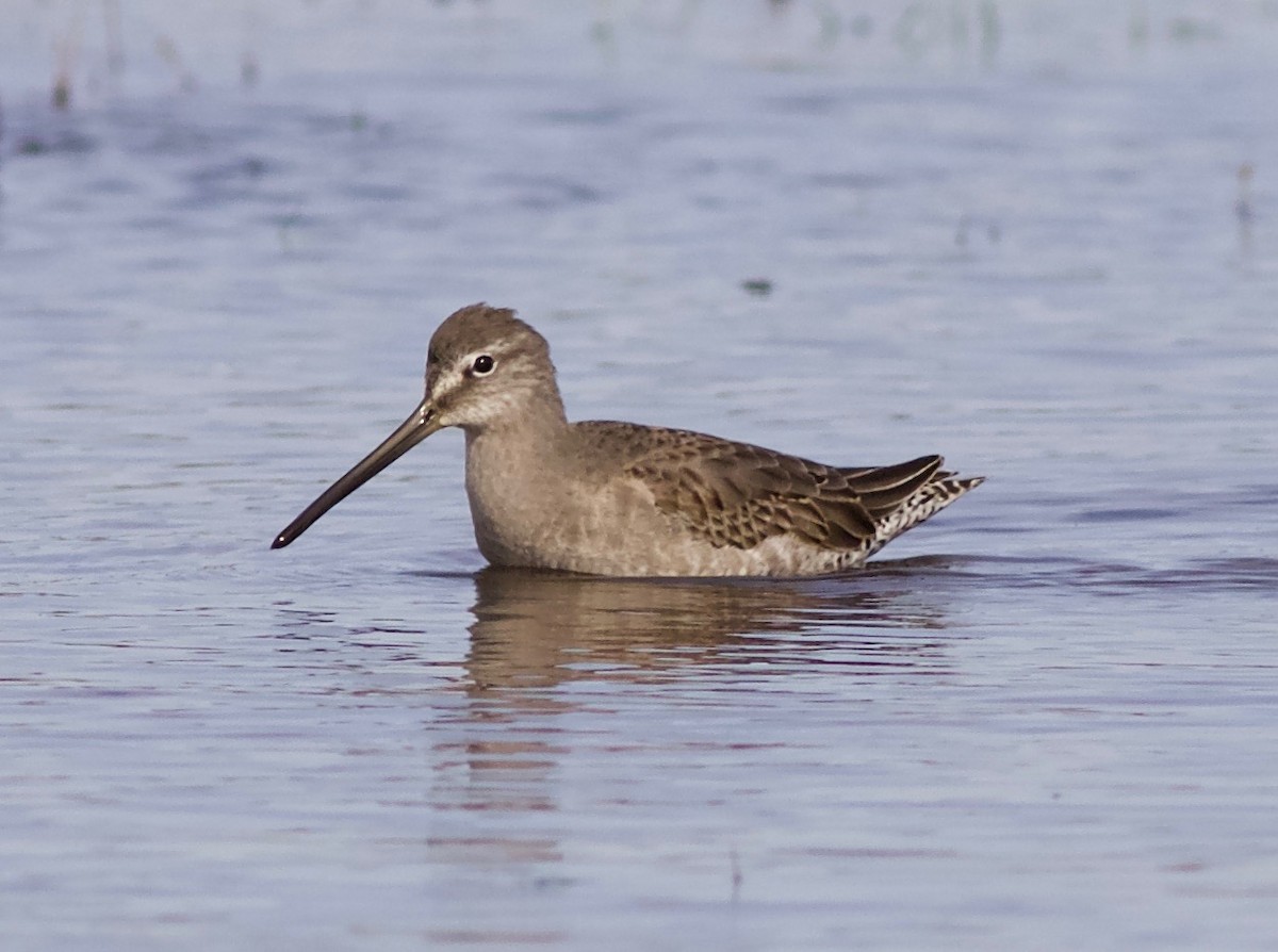 Long-billed Dowitcher - ML74429771