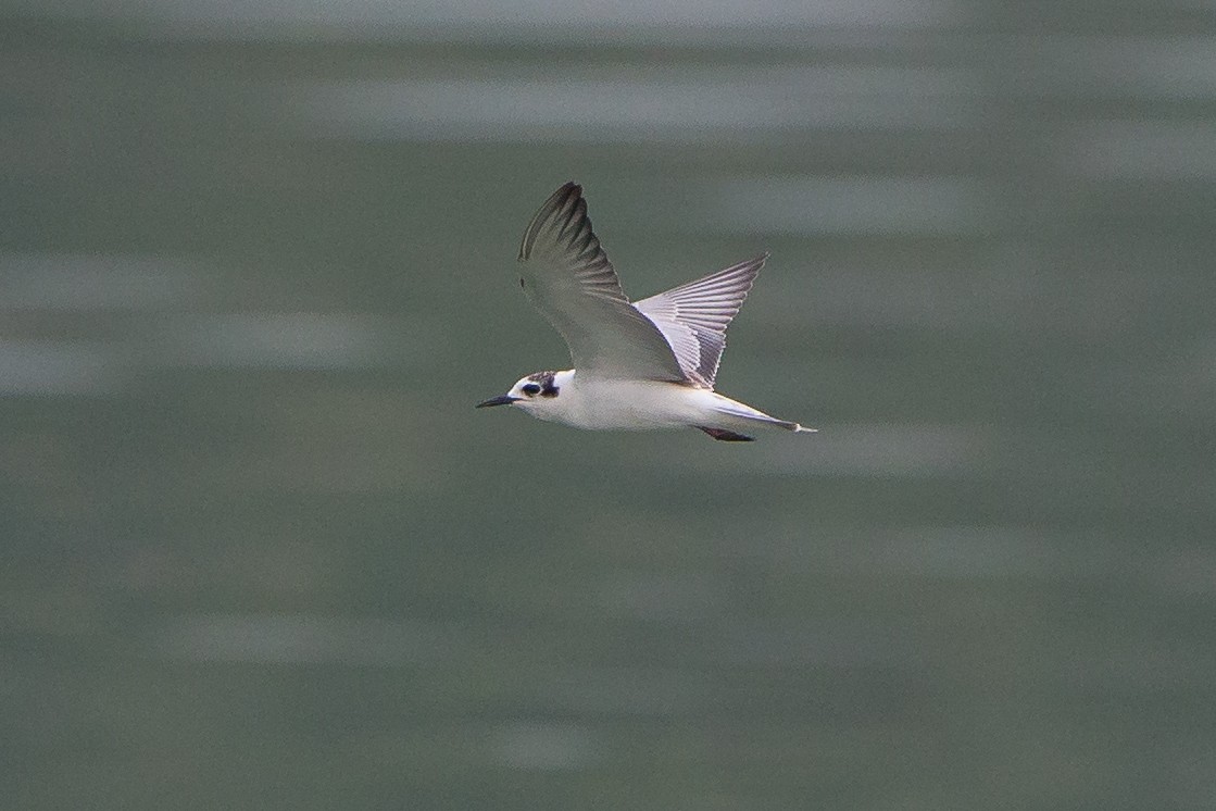 White-winged Tern - Adrian Silas Tay