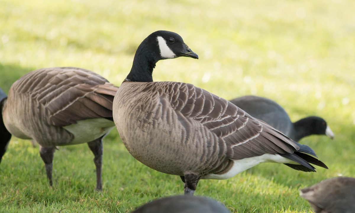 Cackling Goose (Aleutian) - Paul Fenwick