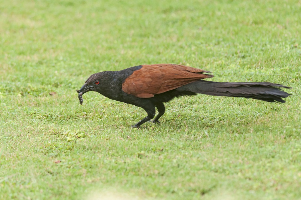 Greater Coucal - ML74435591