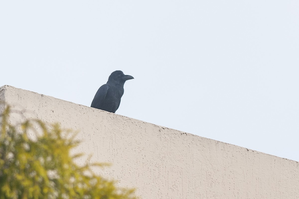 Large-billed Crow - ML74435611
