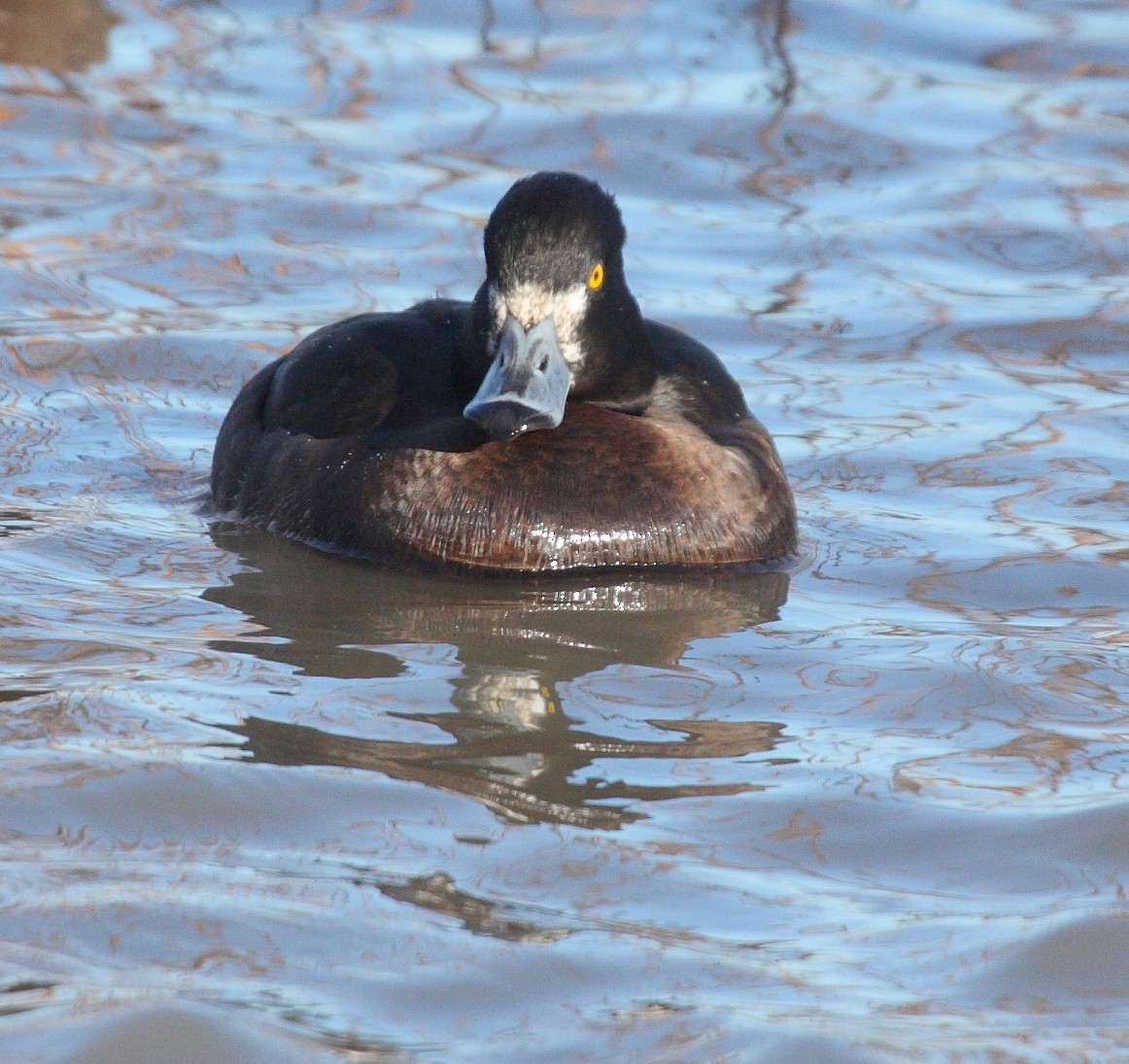 Tufted Duck - ML74436181