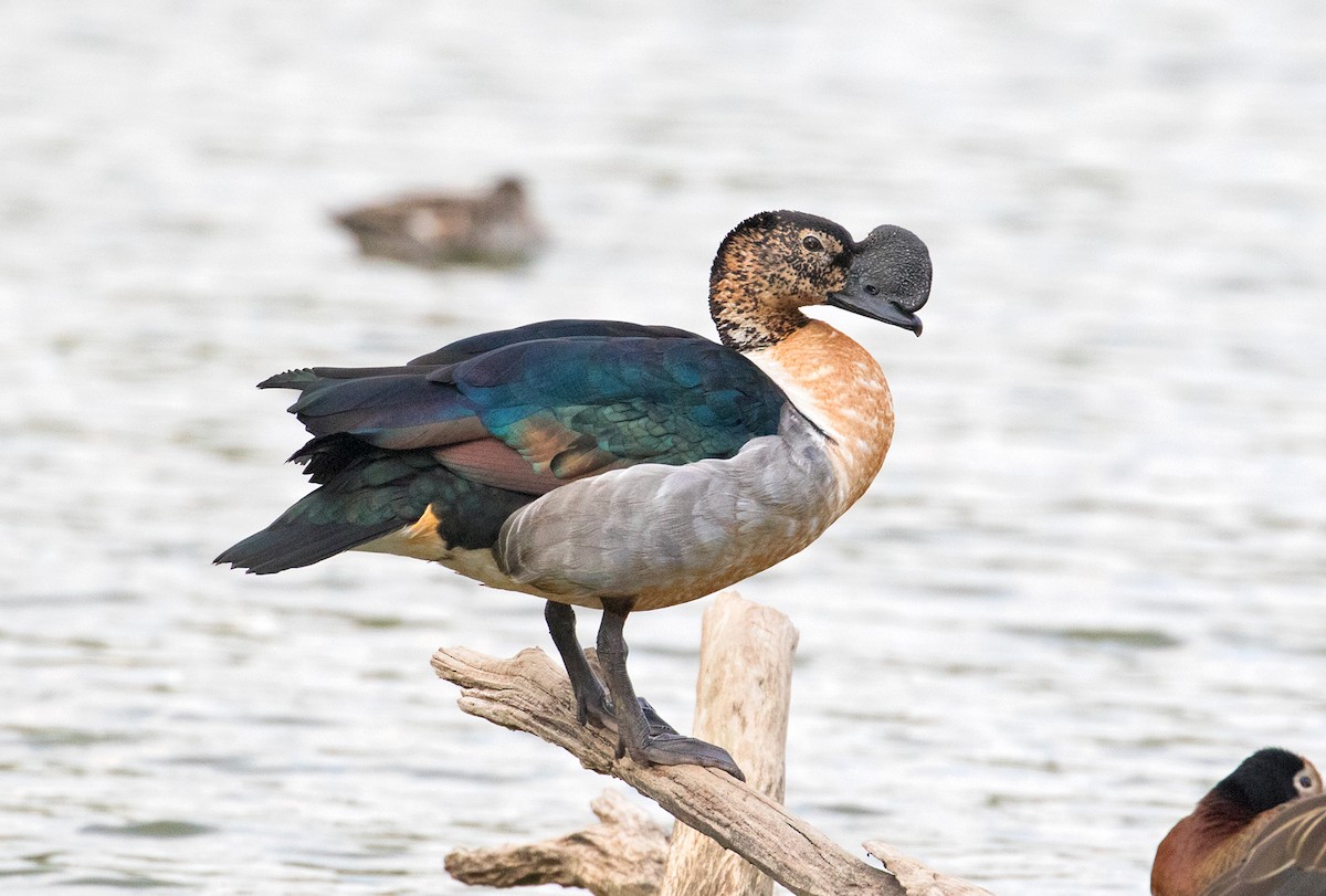 Knob-billed Duck - Sam Woods