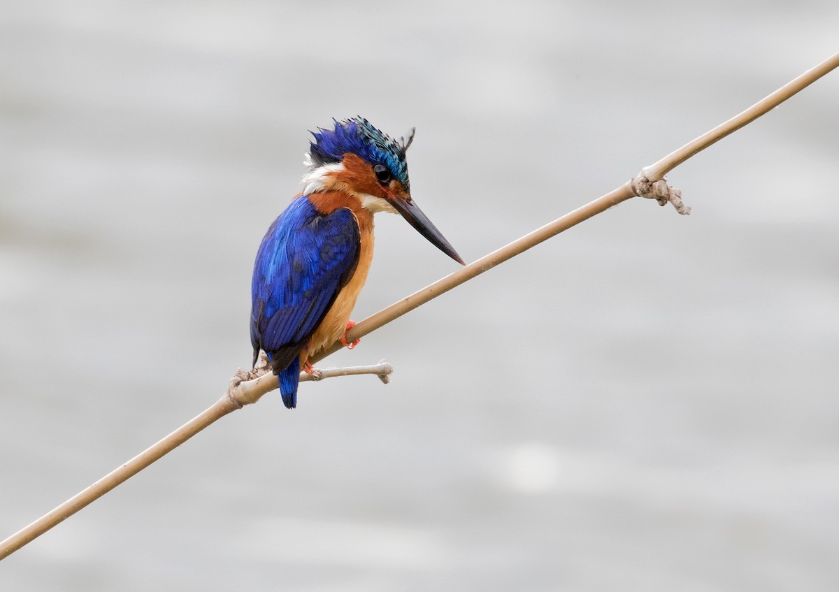 Malagasy Kingfisher - ML74436441
