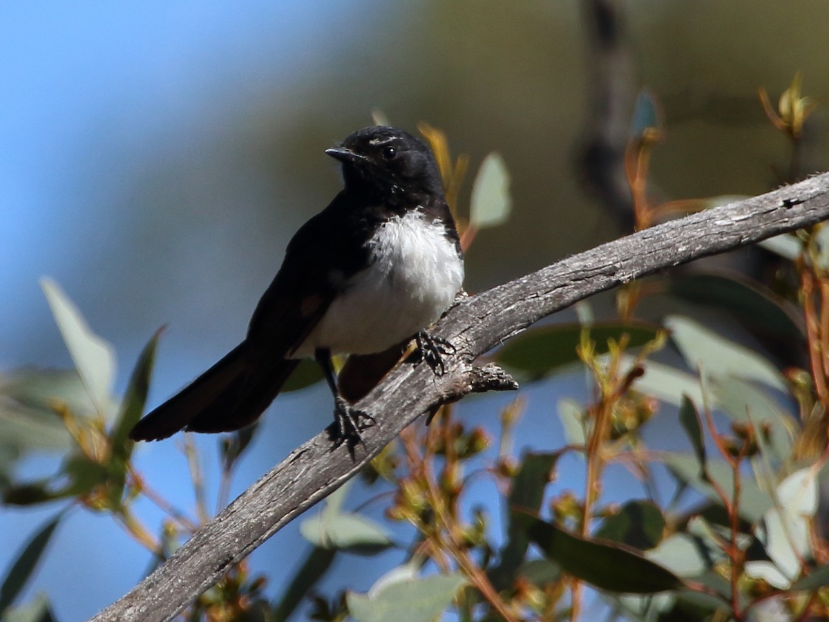 Willie-wagtail - ML74436551