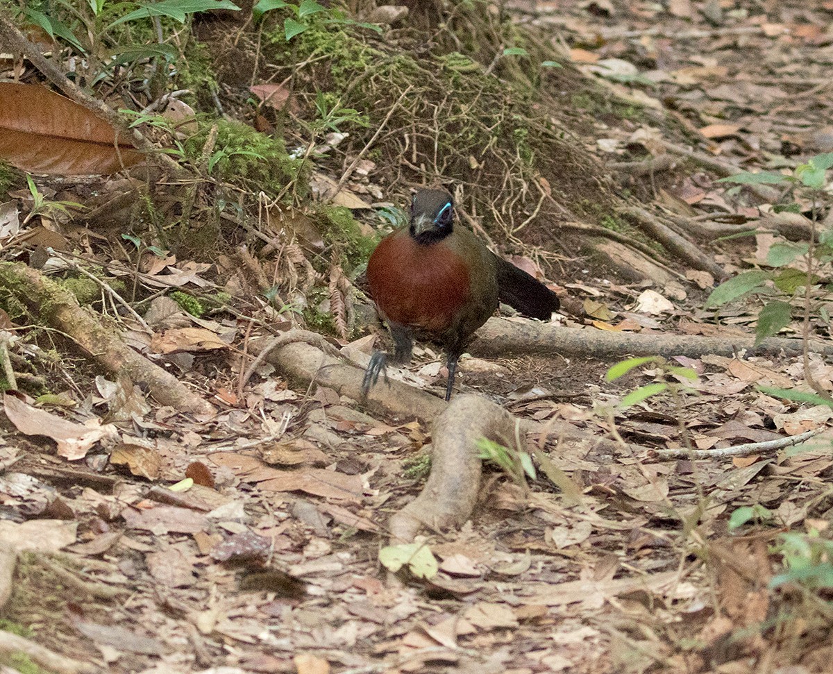 Red-breasted Coua - ML74436981