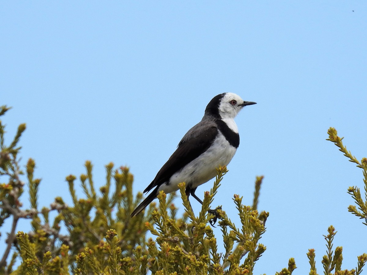 White-fronted Chat - ML74437221