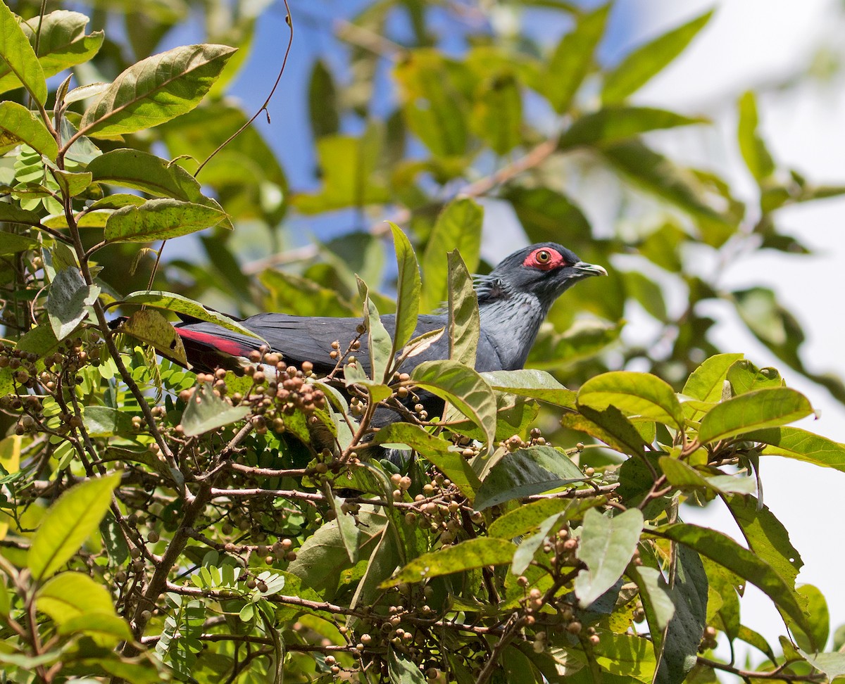 Madagascar Blue-Pigeon - ML74438141