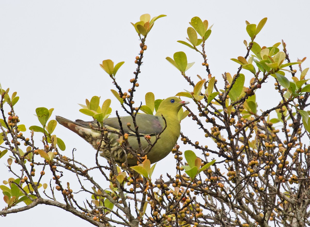 Madagascar Green-Pigeon - ML74438461