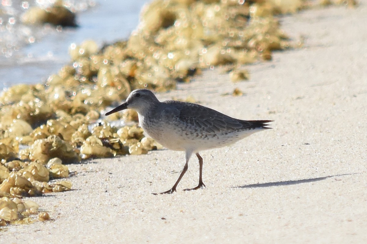 Red Knot - ML74439201