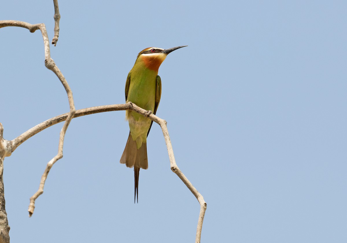 Madagascar Bee-eater - Sam Woods