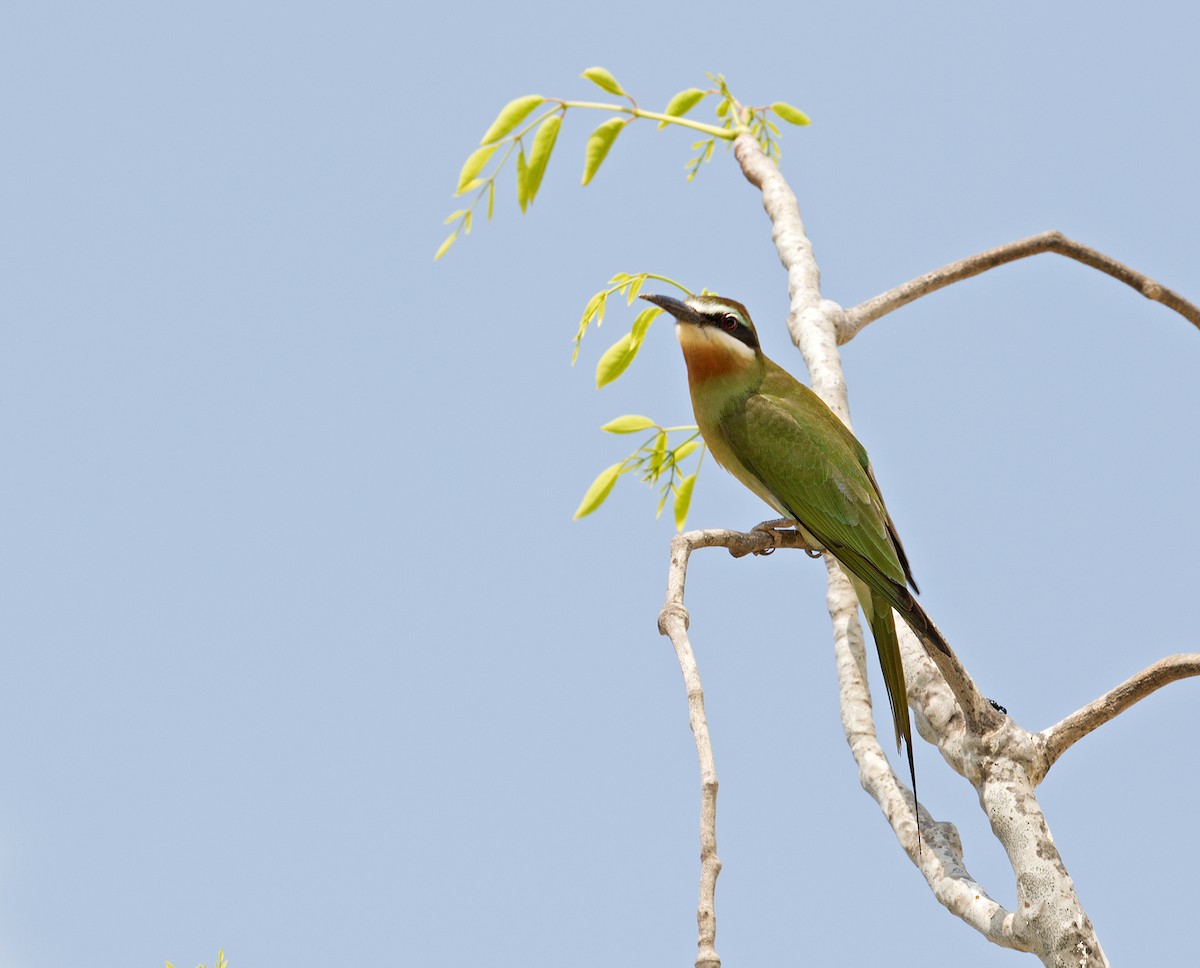 Madagascar Bee-eater - ML74442671