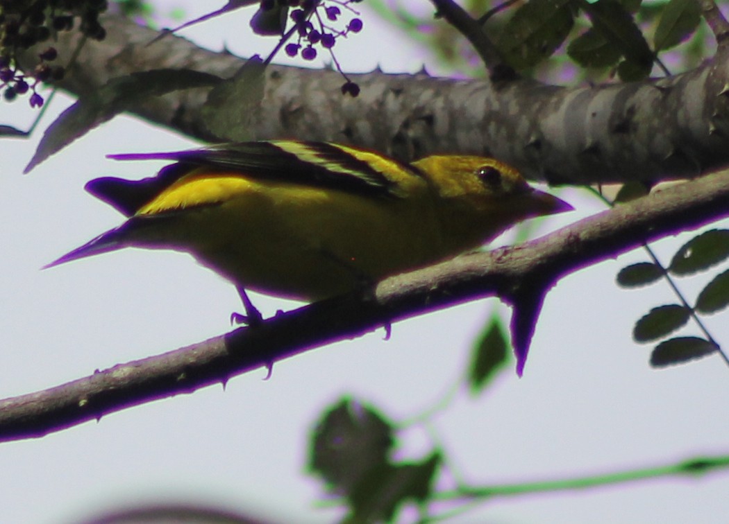 Western Tanager - ML74443001