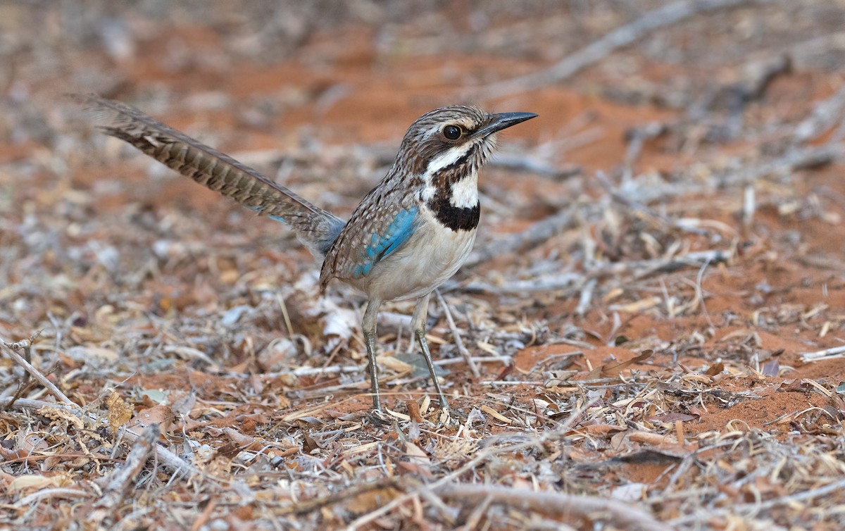Long-tailed Ground-Roller - ML74443411