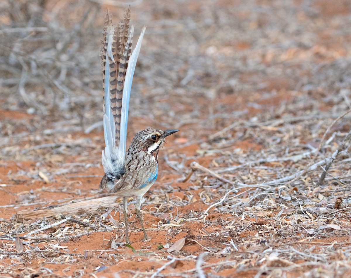 Long-tailed Ground-Roller - ML74443921