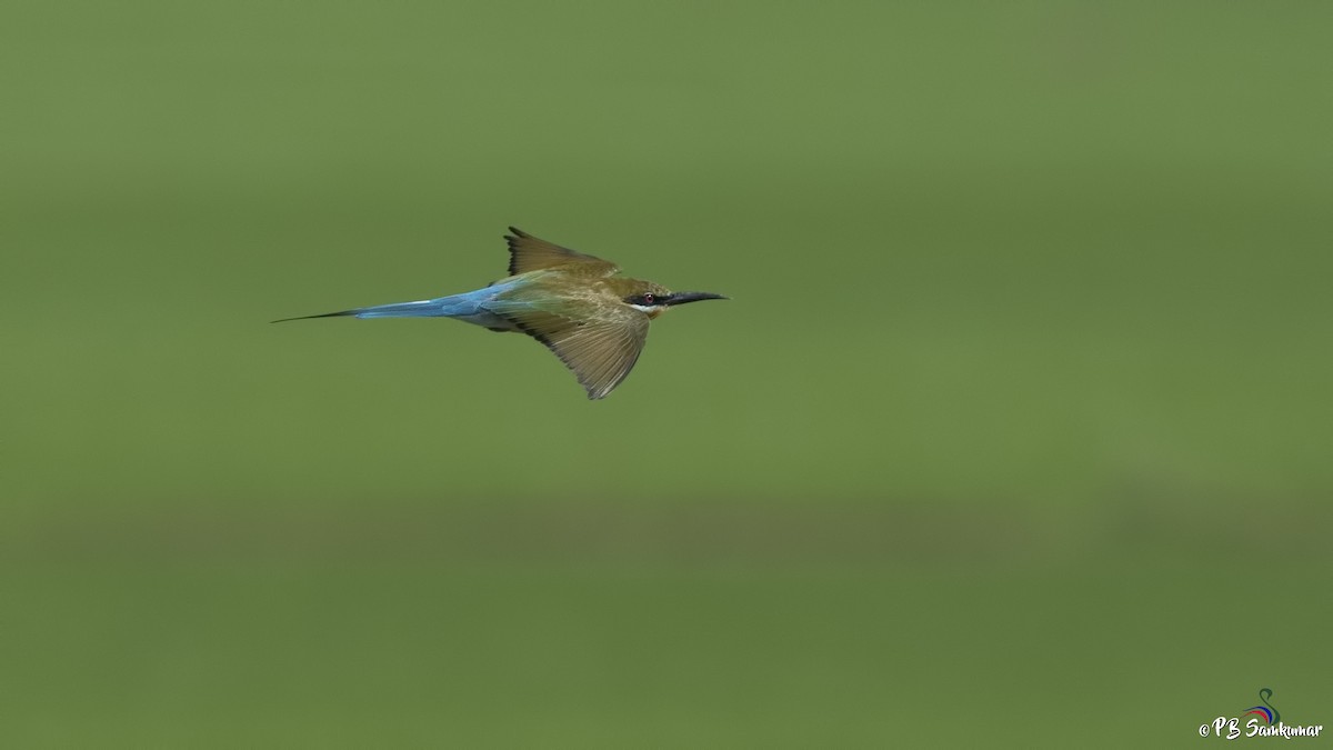 Blue-tailed Bee-eater - P. B. Samkumar
