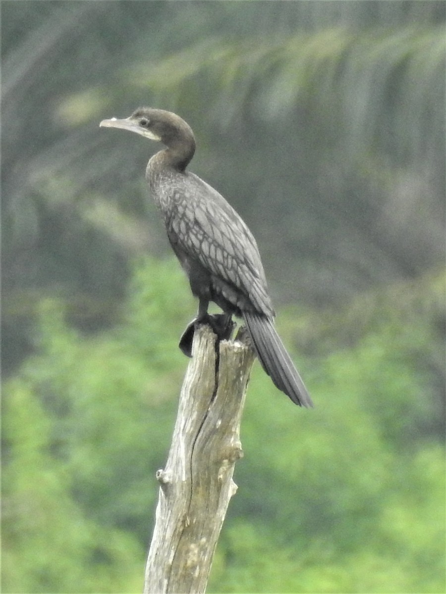 Little Cormorant - Tuck Hong Tang