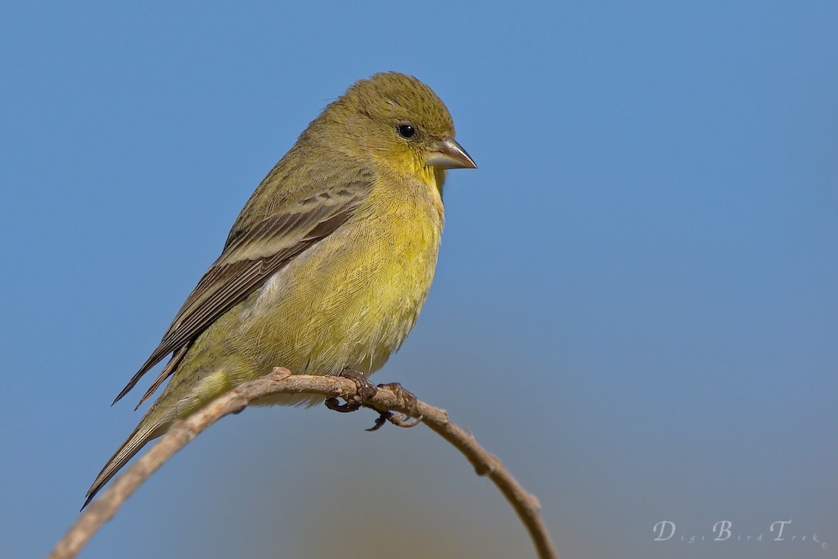 Lesser Goldfinch - DigiBirdTrek CA