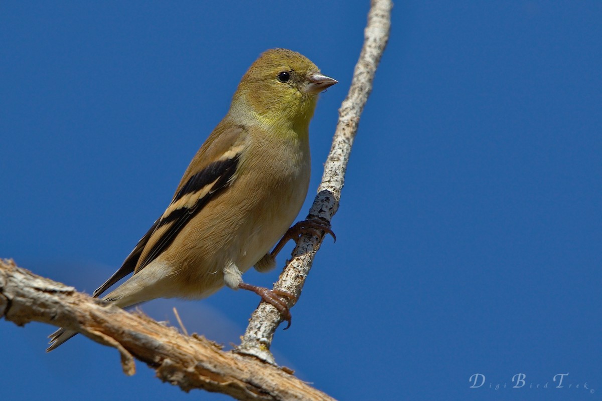 American Goldfinch - DigiBirdTrek CA