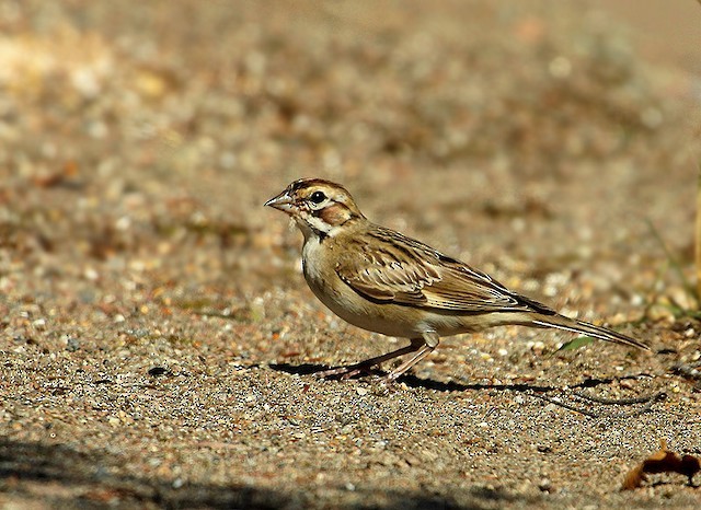 Lark Sparrow - Samuel Denault