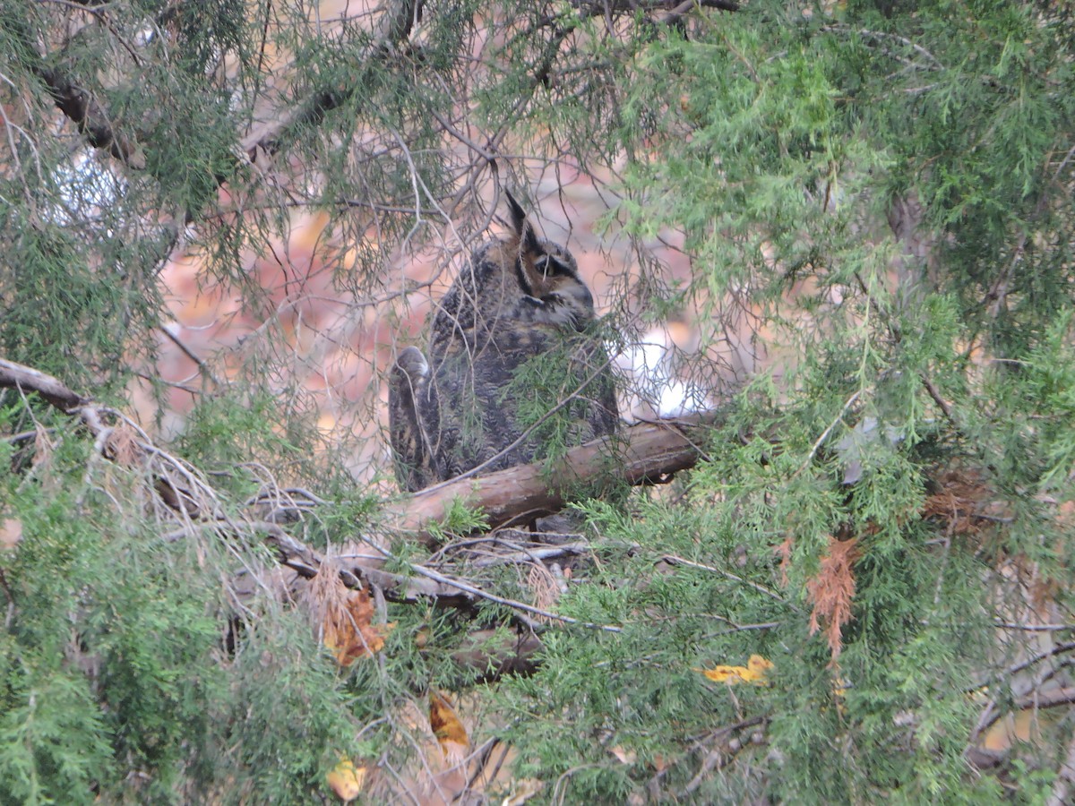 Great Horned Owl - Nick Newberry