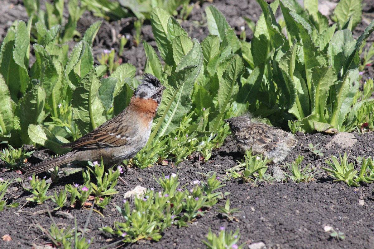 Rufous-collared Sparrow - ML74452221
