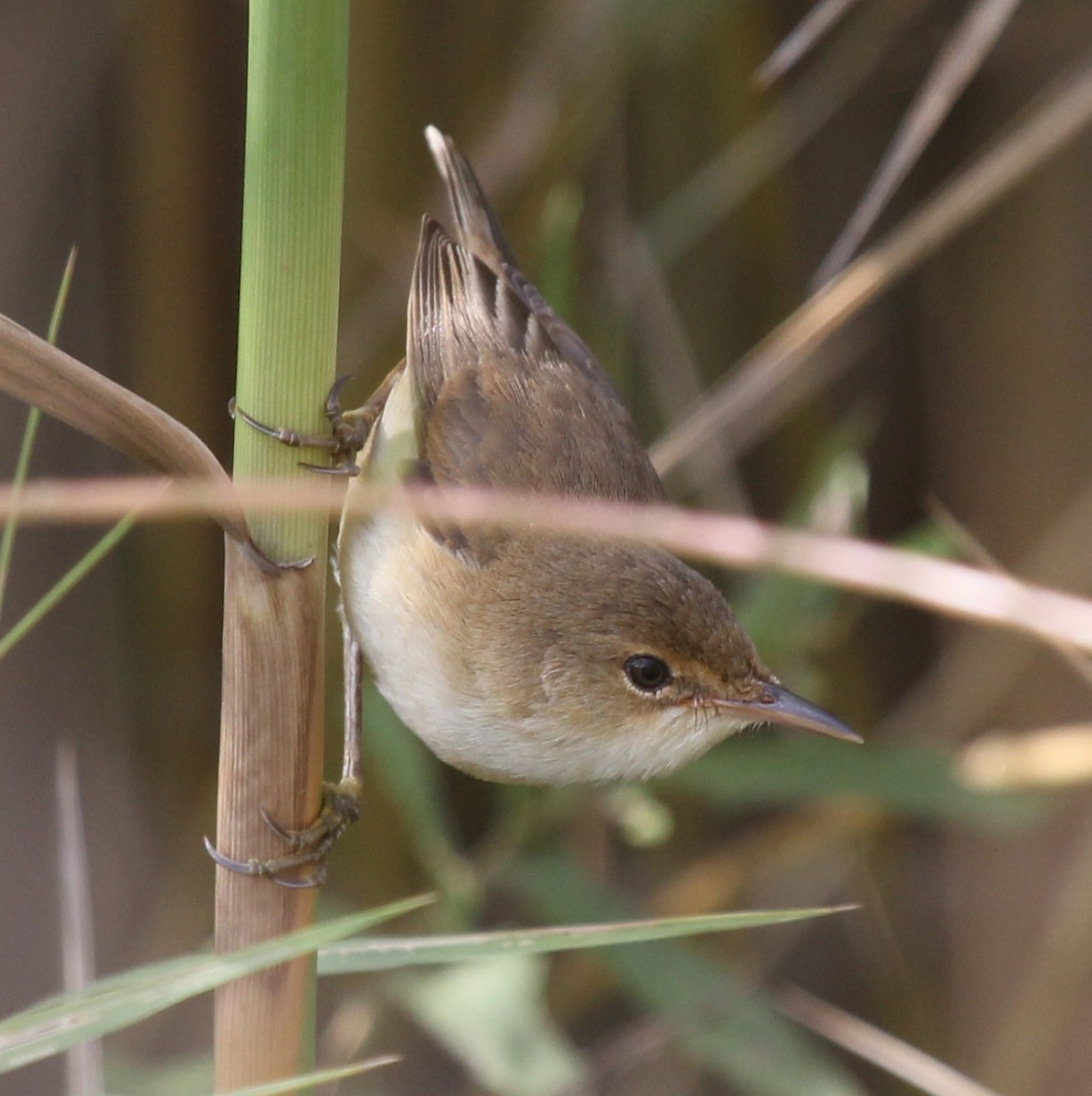 Common Reed Warbler (African) - ML74453851