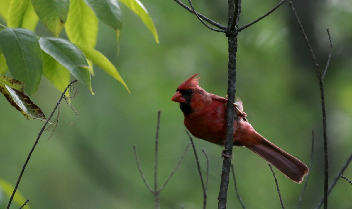 Northern Cardinal - Jay McGowan