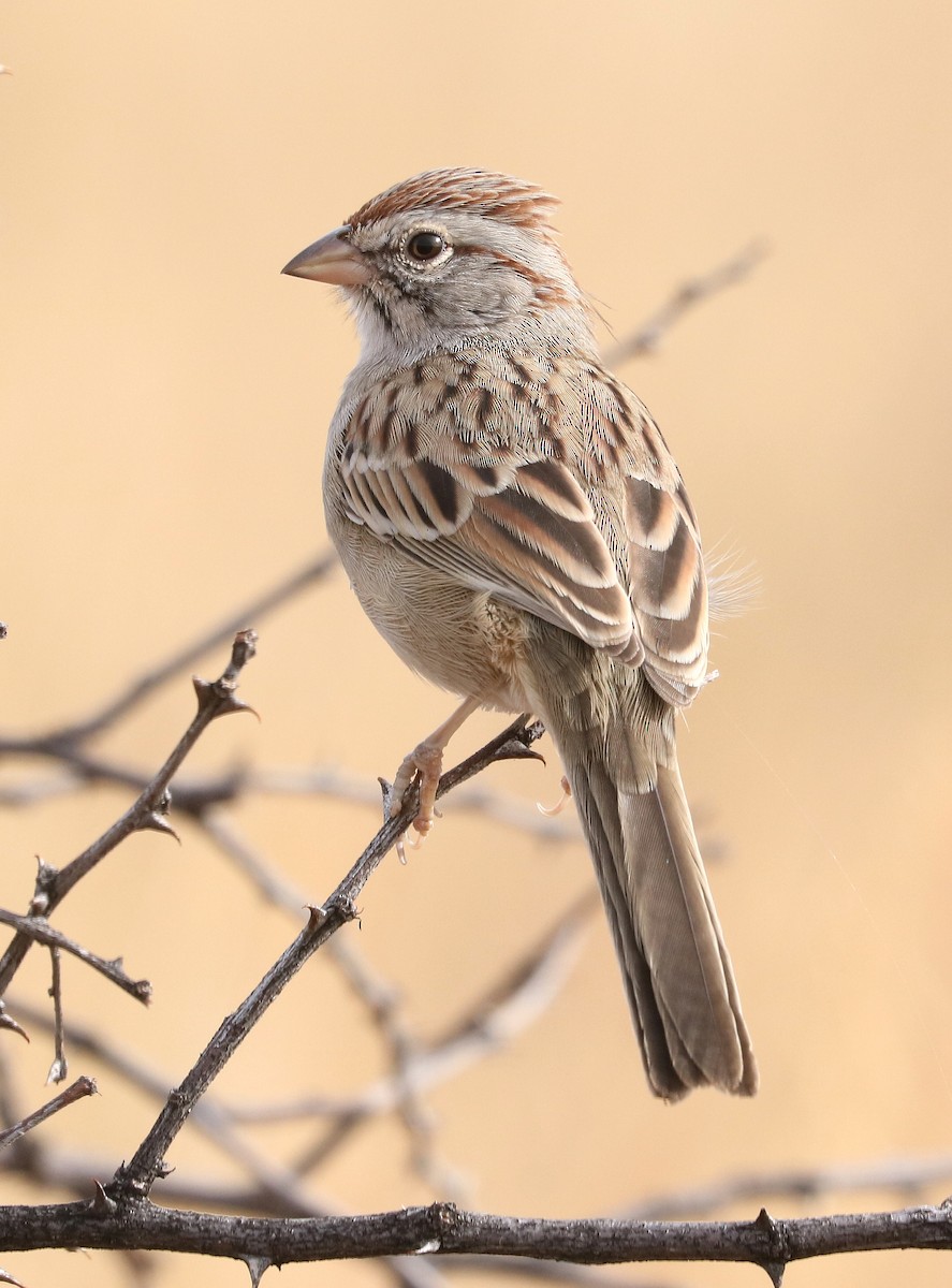 Rufous-winged Sparrow - ML74459031