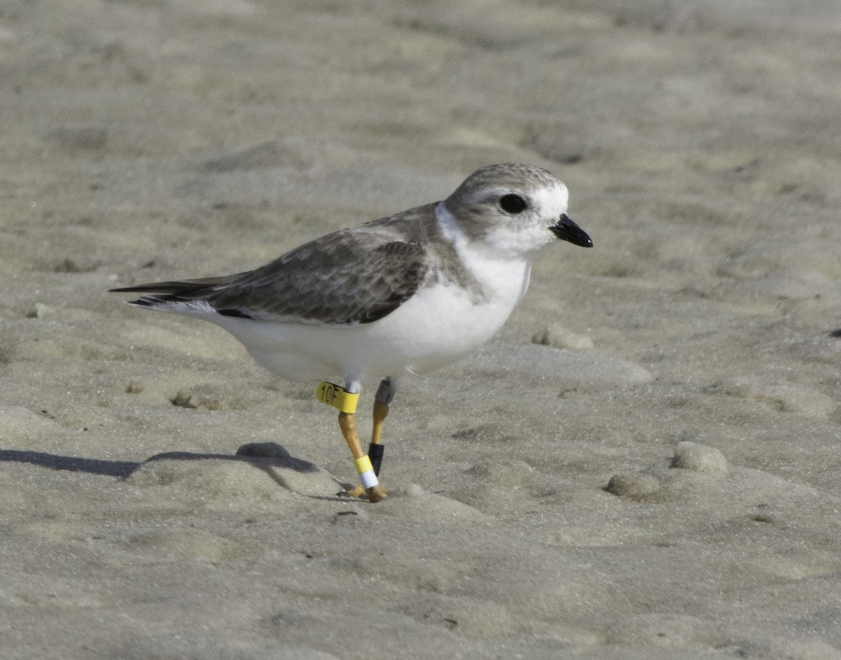 Piping Plover - David Whipple