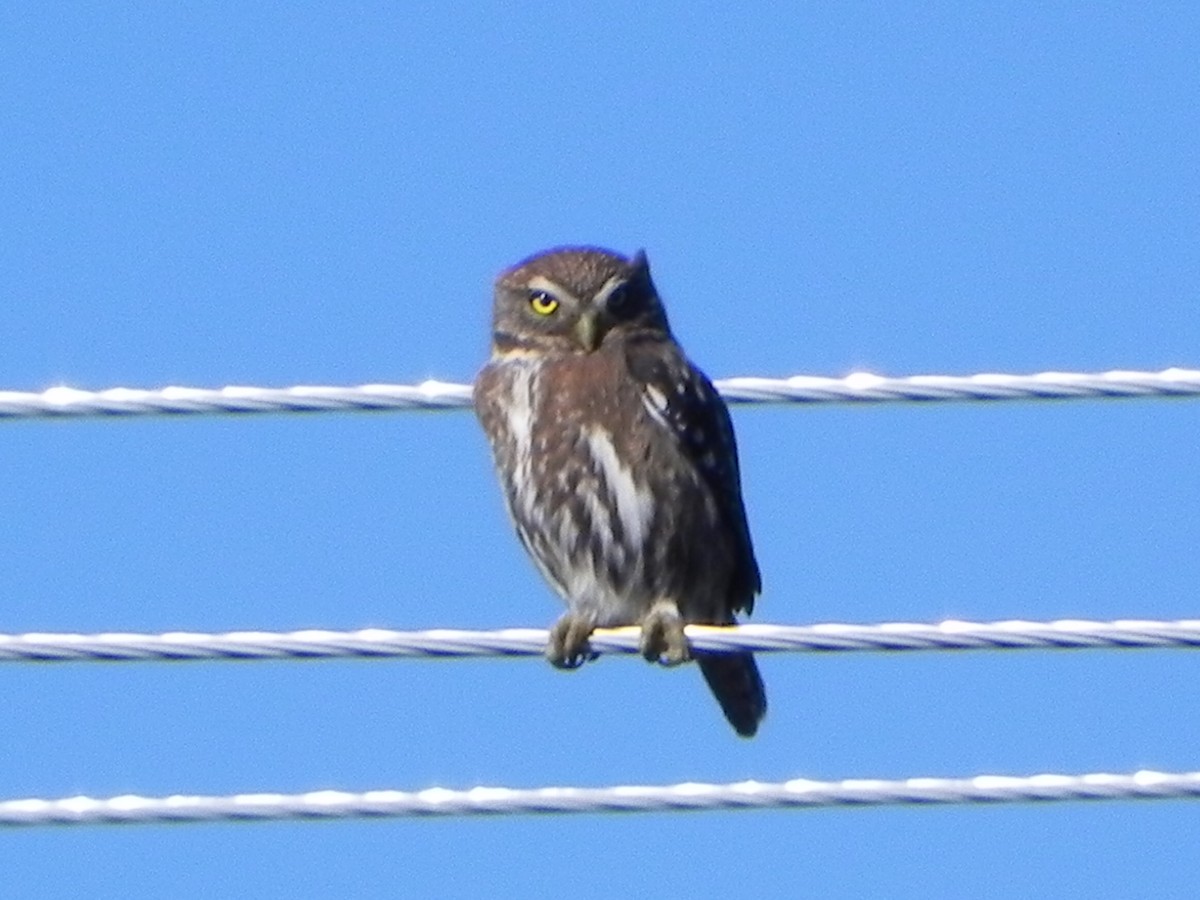 Austral Pygmy-Owl - ML74461631
