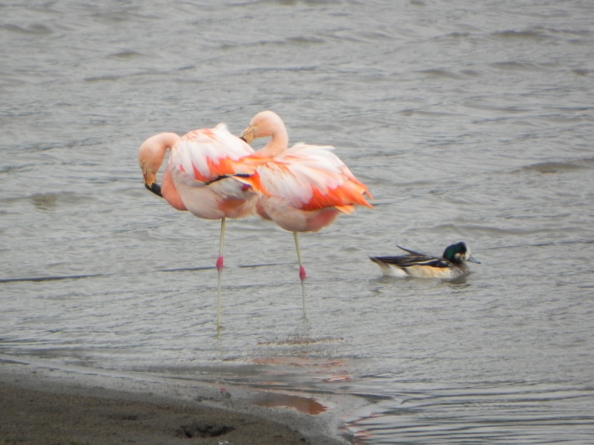 Chilean Flamingo - ML74461821