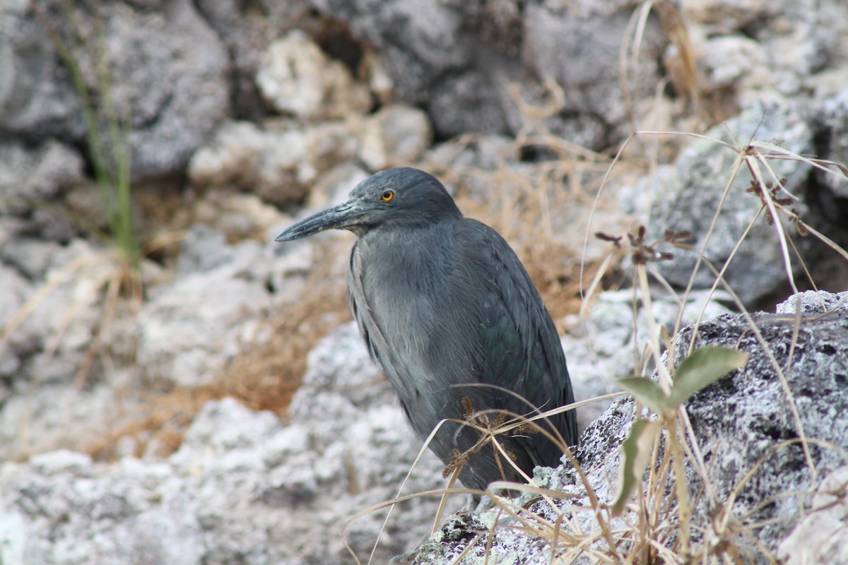 Striated Heron (Galapagos) - John Drummond