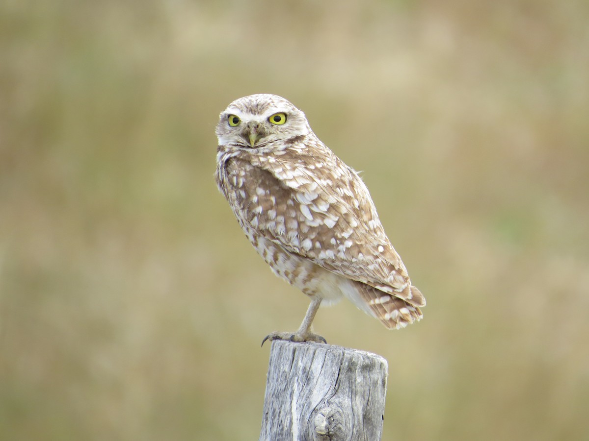 Burrowing Owl - Jacob Mathison