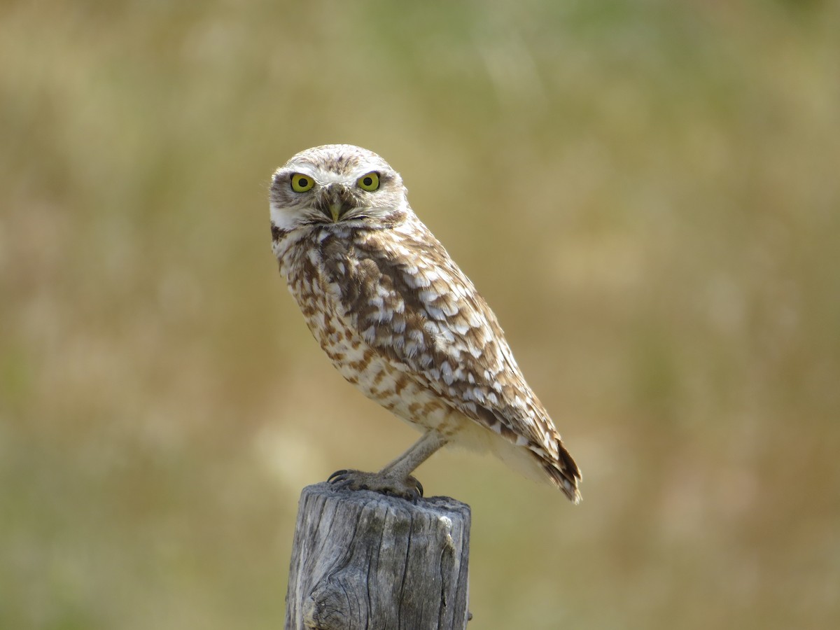 Burrowing Owl - ML74463851
