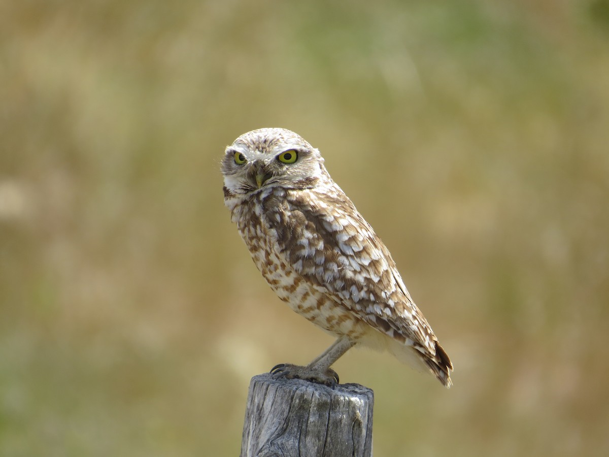 Burrowing Owl - ML74463861