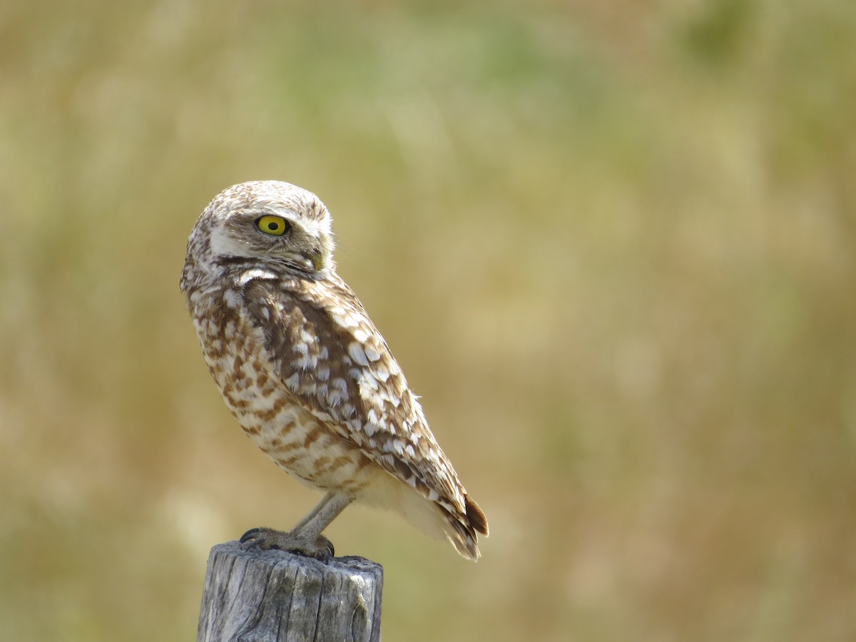 Burrowing Owl - ML74463871