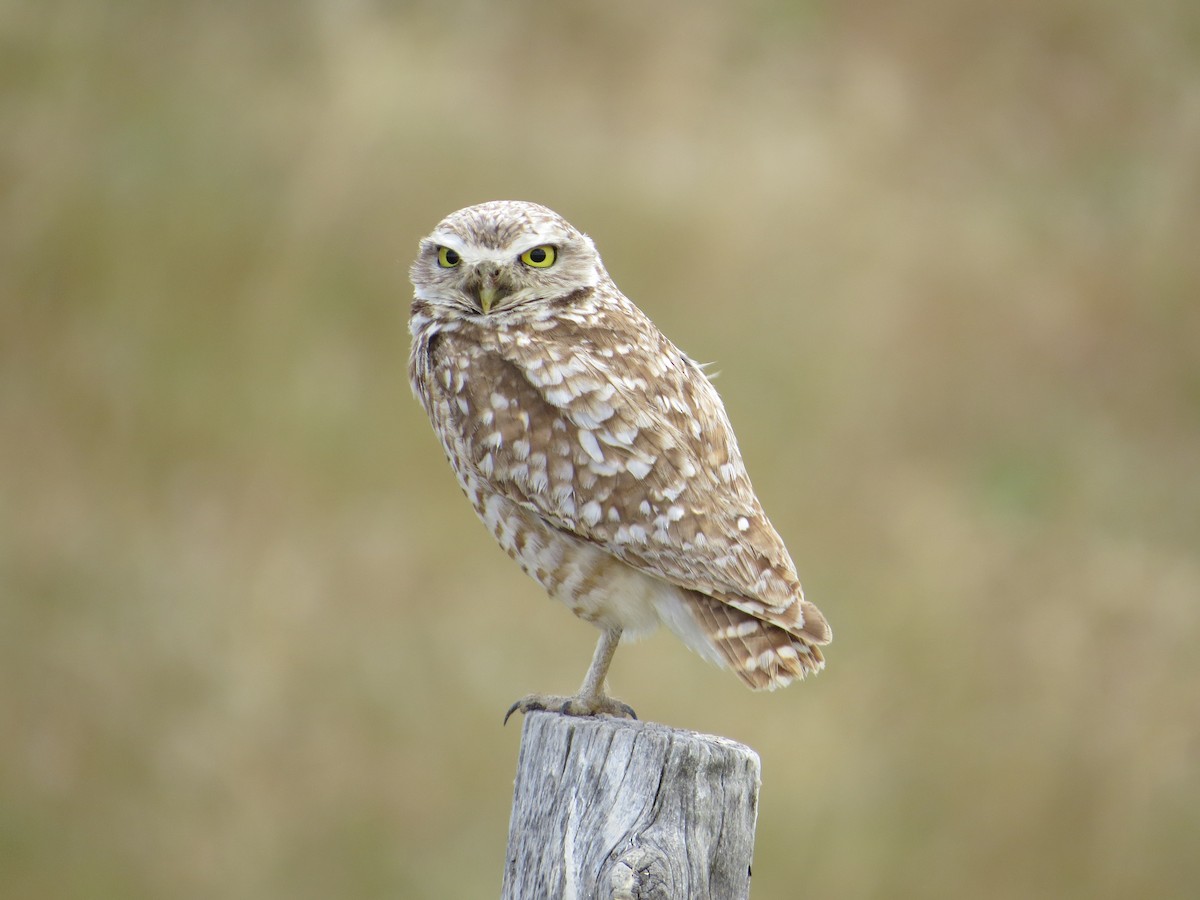 Burrowing Owl - ML74463881