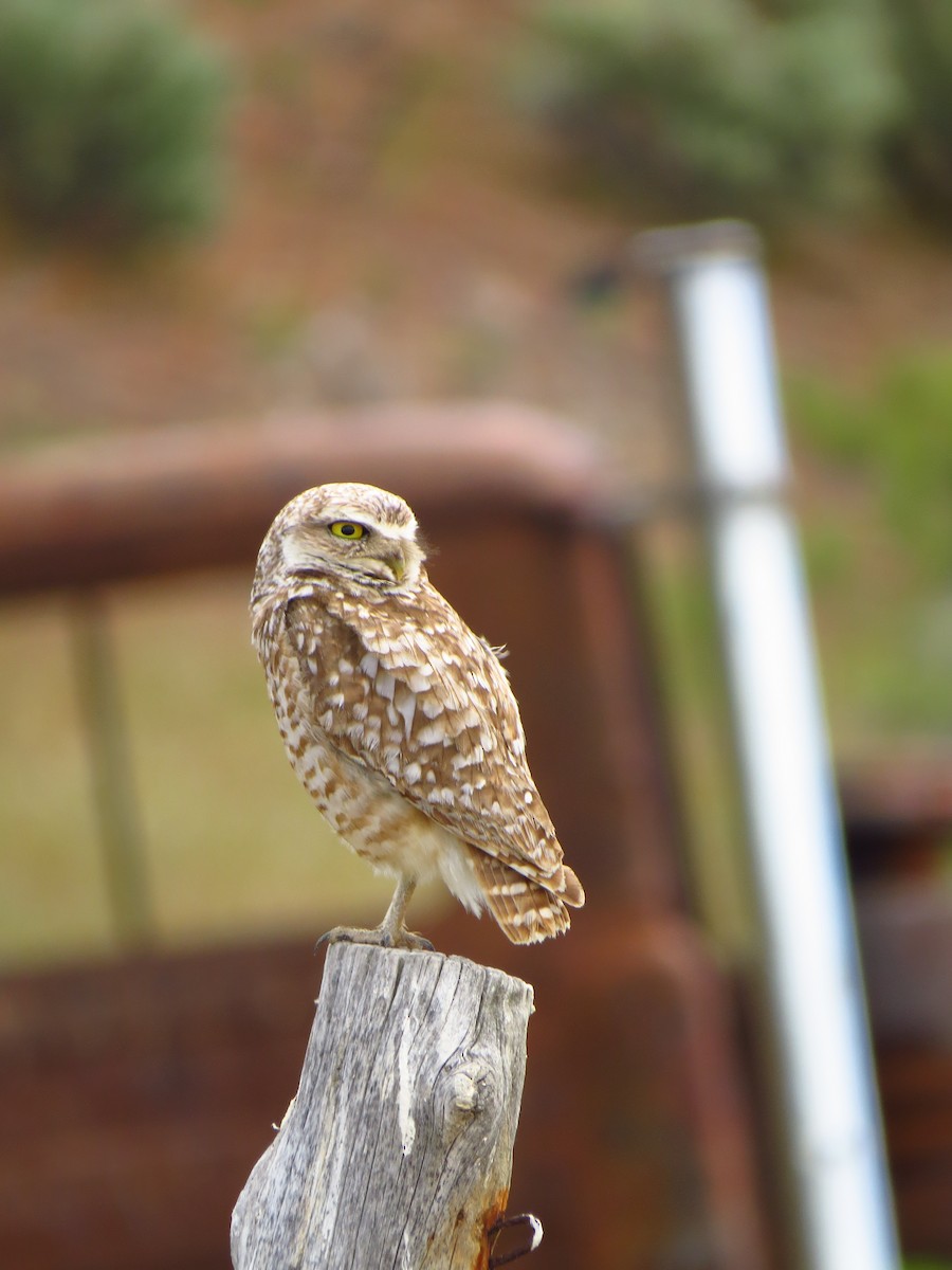 Burrowing Owl - ML74463891